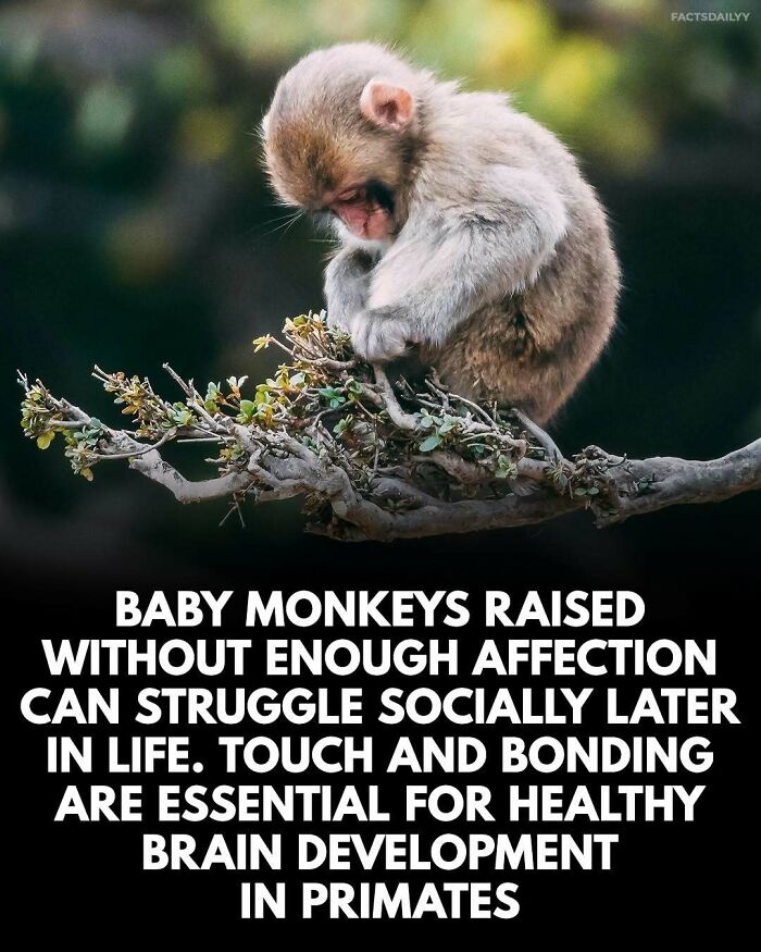 Baby monkey sitting on a branch, illustrating surprising facts about primate affection and social development.