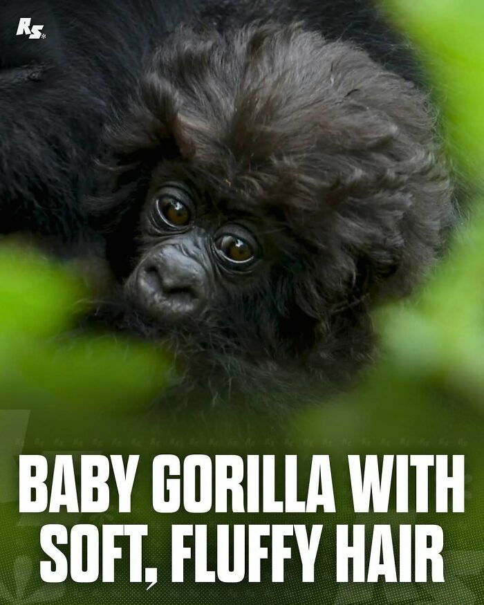 Baby gorilla with soft, fluffy hair captured in rare animal photo exploring nature’s hidden gems.