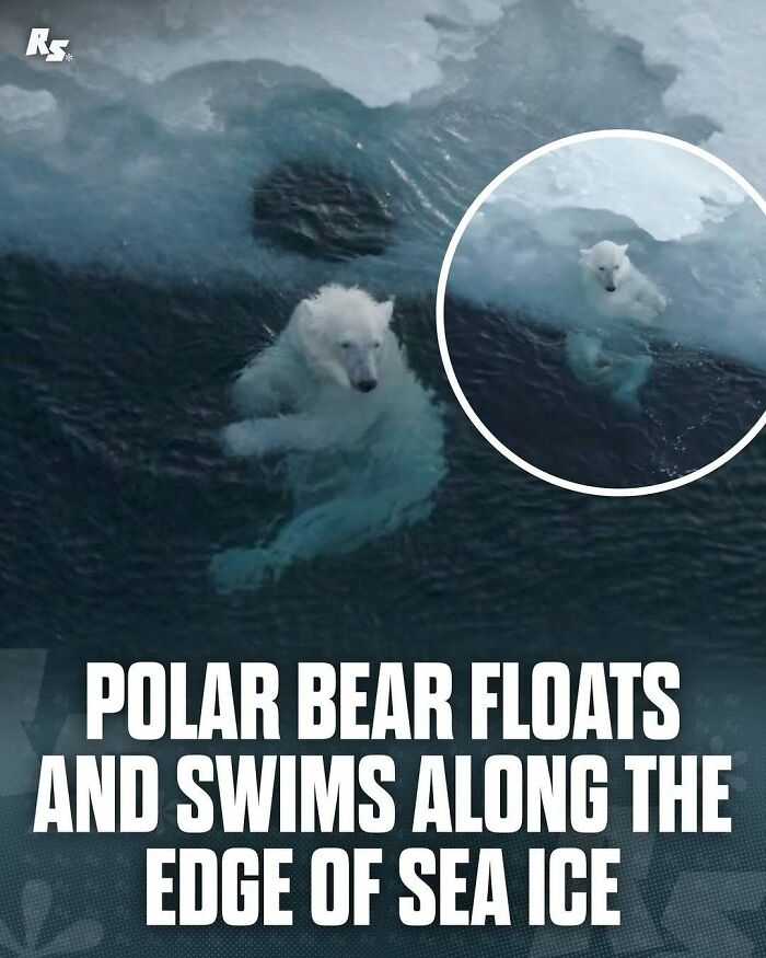 Polar bear swimming along the edge of sea ice showcasing rare animal behavior in incredible nature photos.
