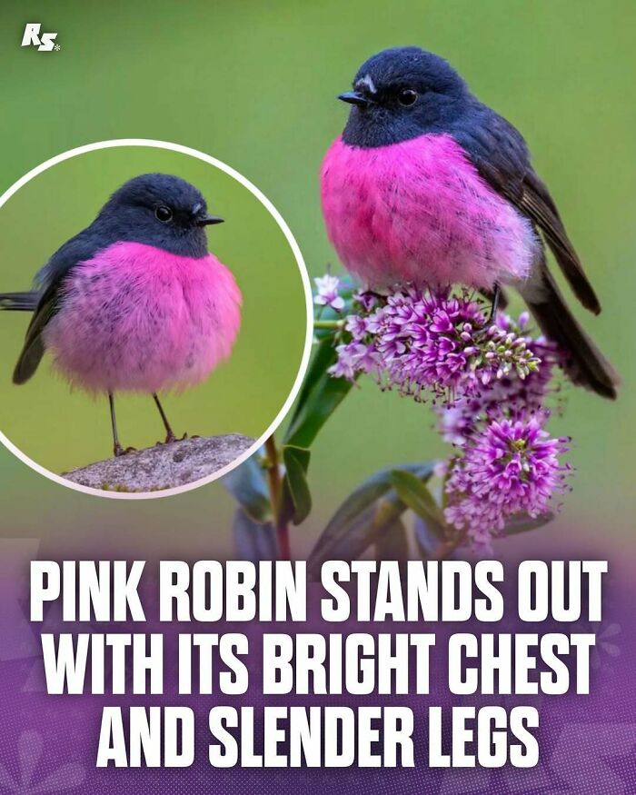Vibrant pink robin perched on purple flowers showcasing rare animal colors in nature's hidden gems discovery.