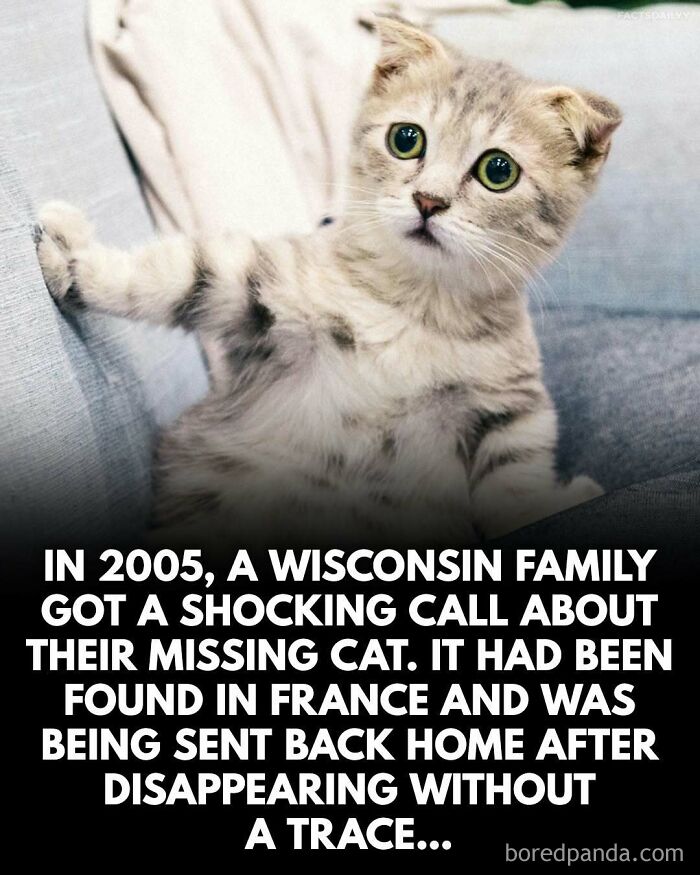 Surprised cat with wide eyes on a couch illustrating surprising facts you may not be able to forget.