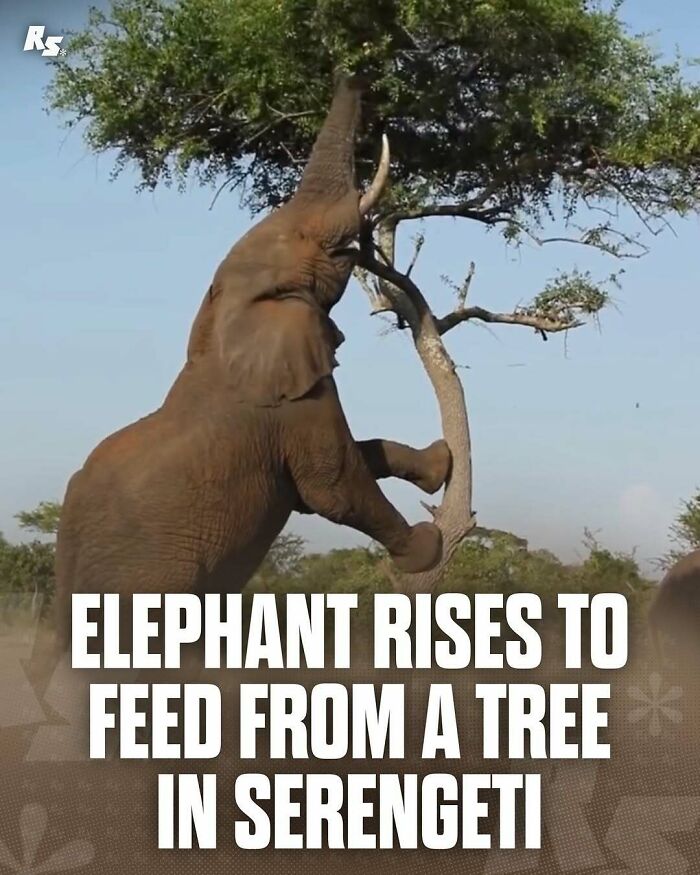 Elephant reaching high to feed from a tree in the Serengeti, showcasing rare animal moments in nature.