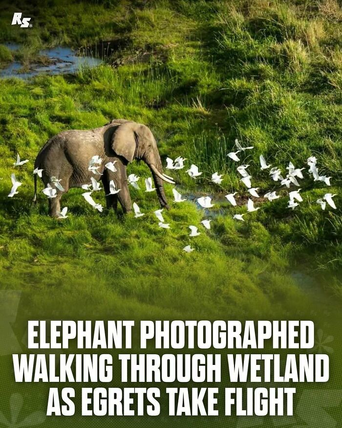 Elephant walking through wetland with egrets flying nearby in a rare animal photo showcasing nature’s hidden gems.