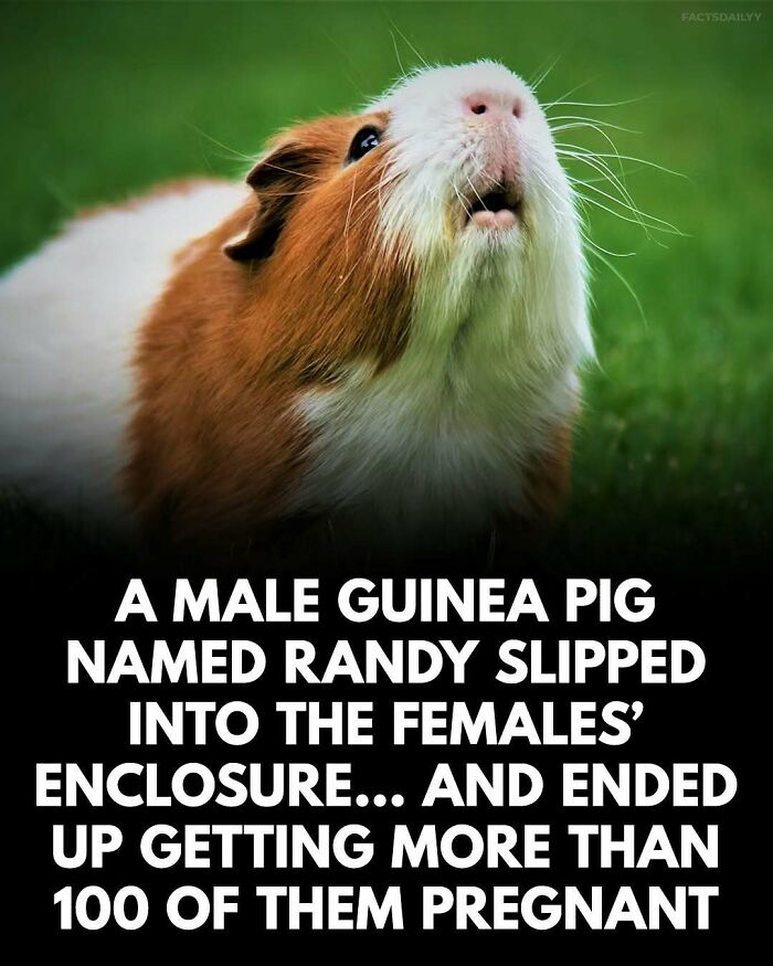 A close-up of a surprised guinea pig illustrating surprising facts you may not be able to forget from new pics.