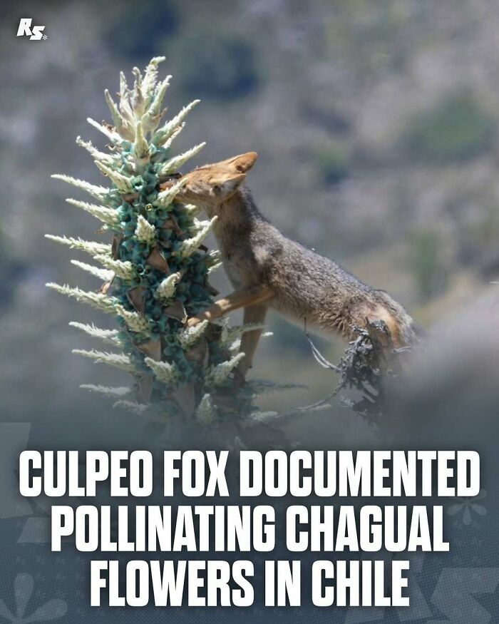 Culpeo fox pollinating rare chagual flowers in nature, showcasing incredible and rare animal behavior in Chile.