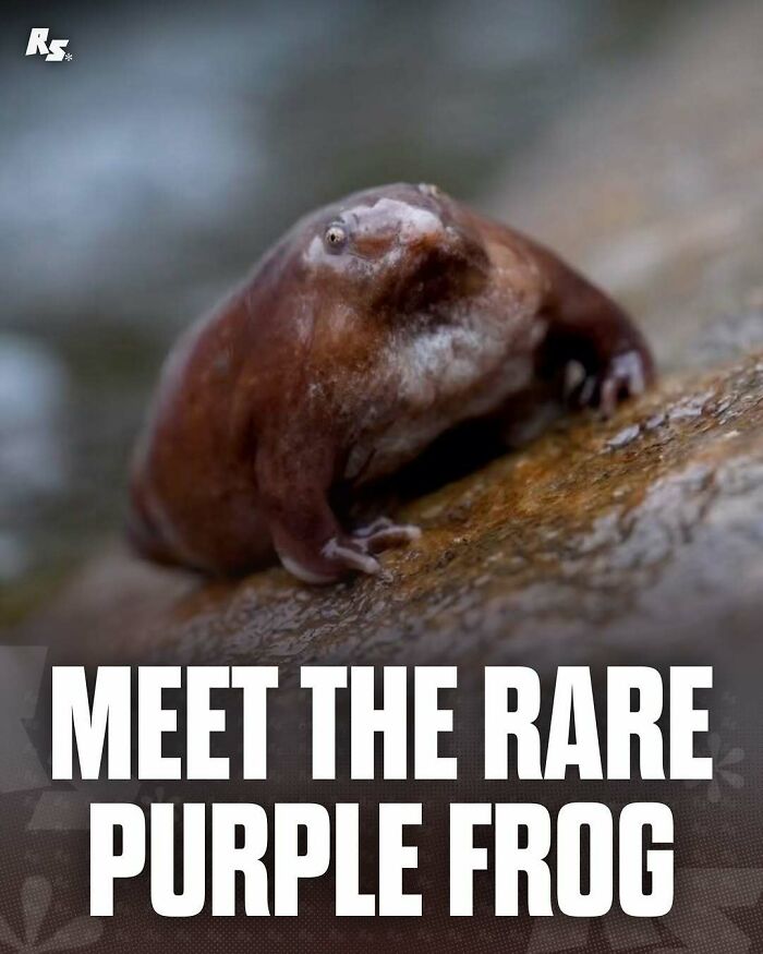 Rare purple frog on a wet rock showing nature’s hidden gems in incredible and rare animal photos collection.