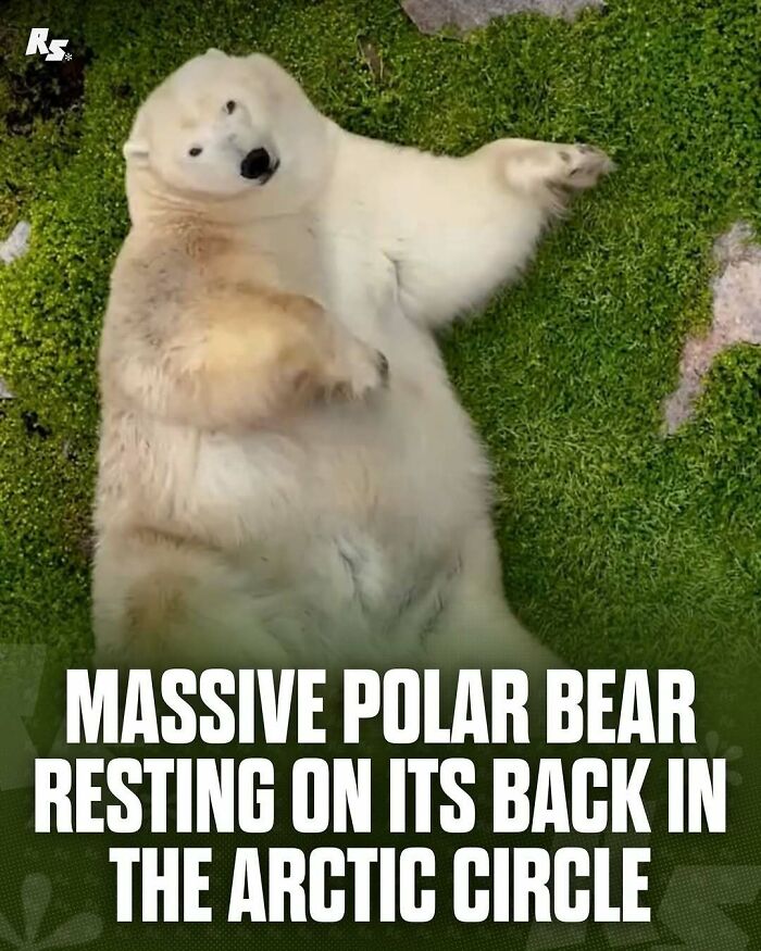 Massive polar bear resting on green grass, showcasing rare animal photo in nature's hidden gems collection.