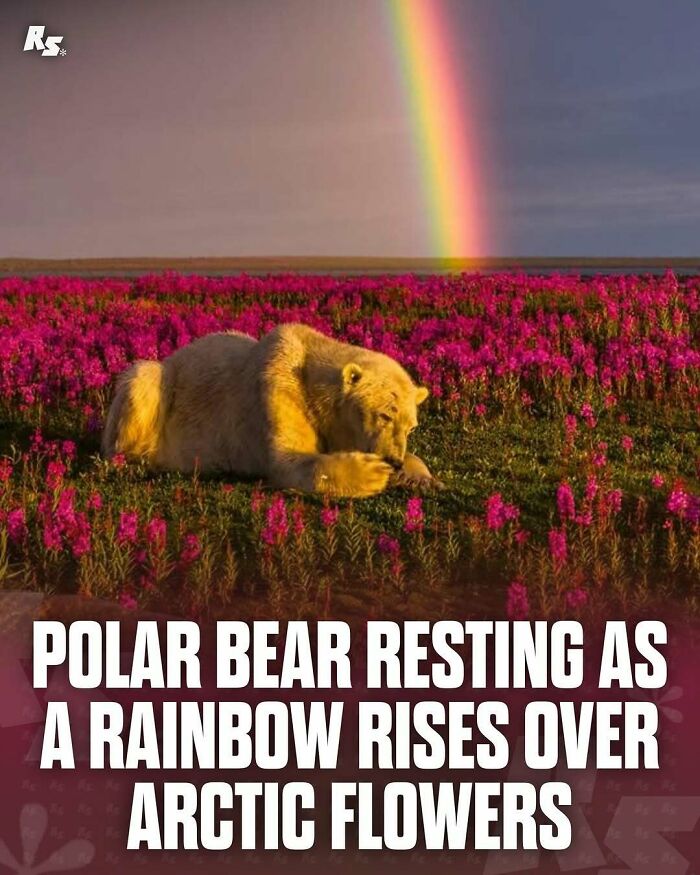 Polar bear resting in a vibrant field of Arctic flowers with a rainbow rising, showcasing rare animal photos in nature.