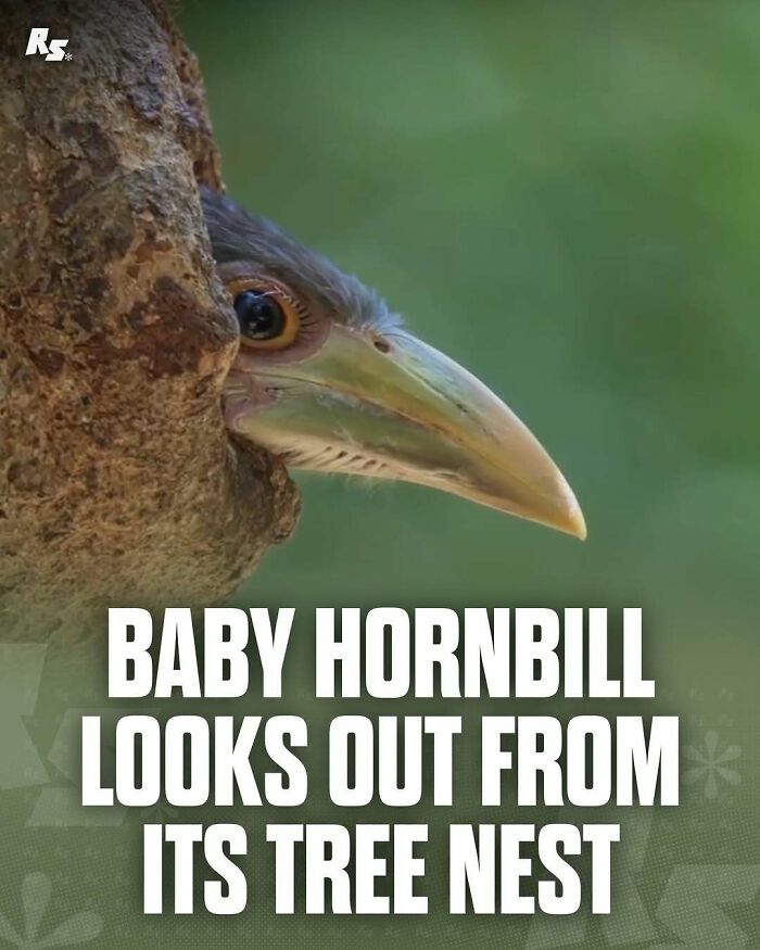 Baby hornbill peeking from tree nest showcasing rare animal photos in nature’s hidden gems collection.
