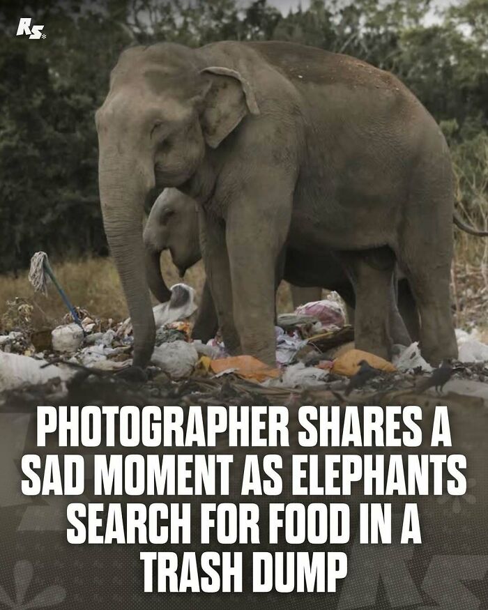 Elephants searching for food in a trash dump highlighting nature’s hidden gems in rare animal photos.