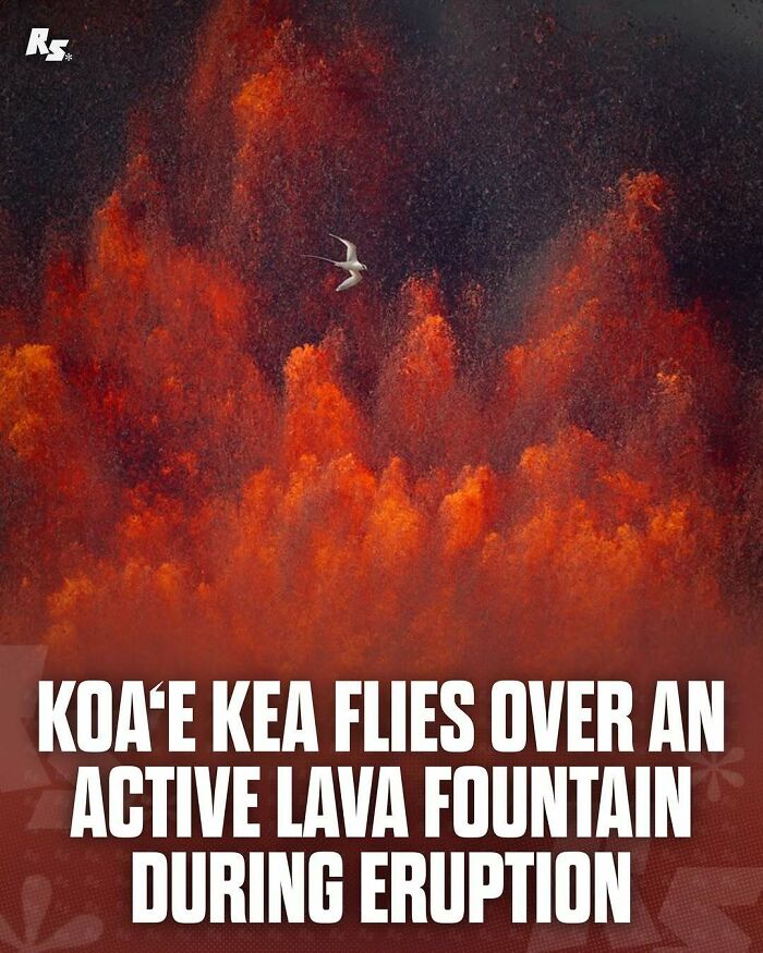 Koa‘e kea bird flying over a vibrant lava fountain during volcanic eruption rare animal photo in nature’s hidden gems.