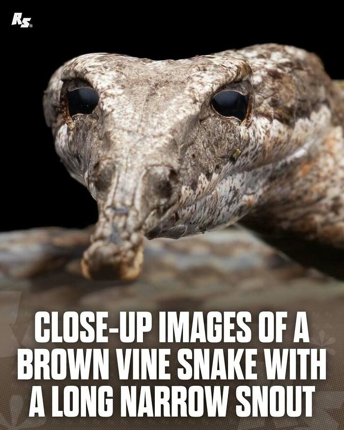 Close-up of a rare brown vine snake with a long narrow snout, showcasing nature’s hidden gems in incredible animal photos