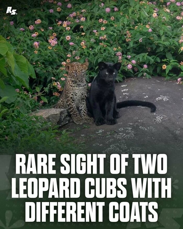 Two rare leopard cubs with different coats sitting on a rock surrounded by green plants and flowers in nature.