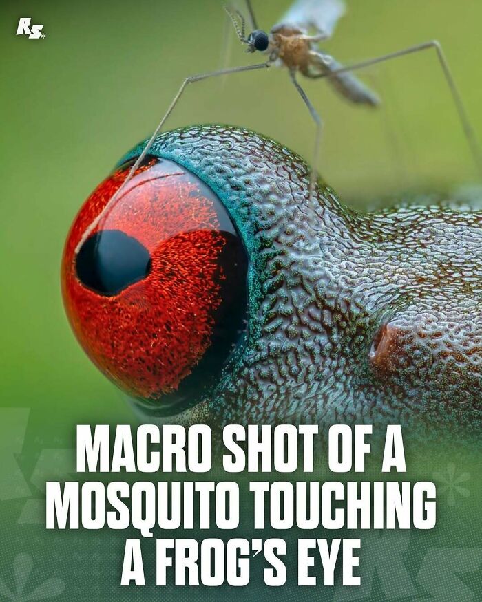 Macro shot of a mosquito touching a frog’s eye showcasing incredible and rare animal photos in nature’s hidden gems.