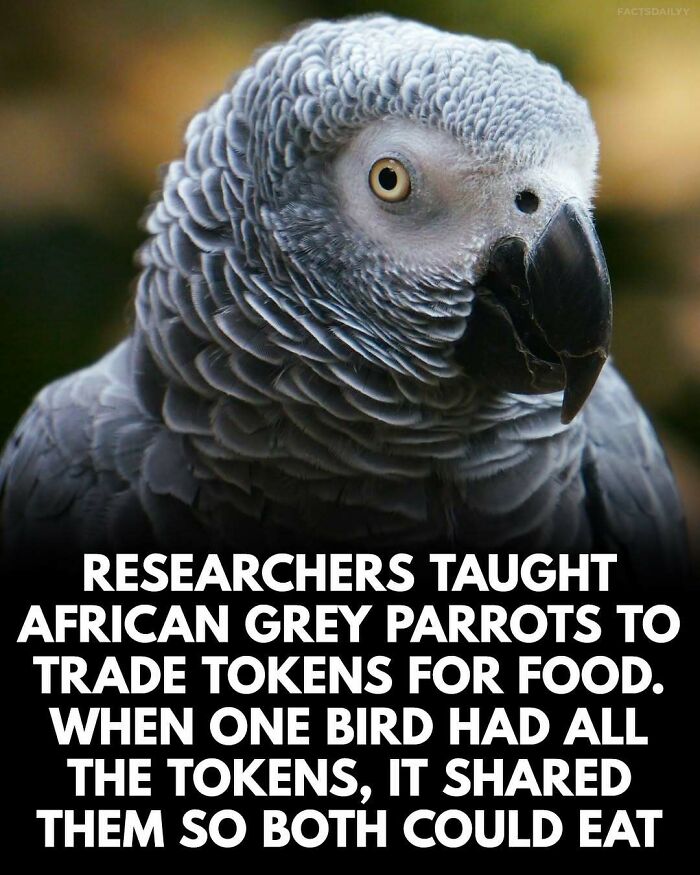 Close-up of an African Grey Parrot with surprising facts about token trading and sharing food behavior.