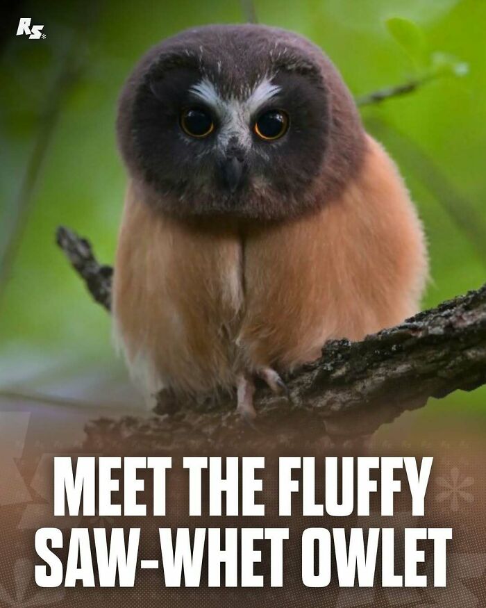 Fluffy saw-whet owlet perched on a branch, showcasing rare animal photo highlighting nature’s hidden gems.