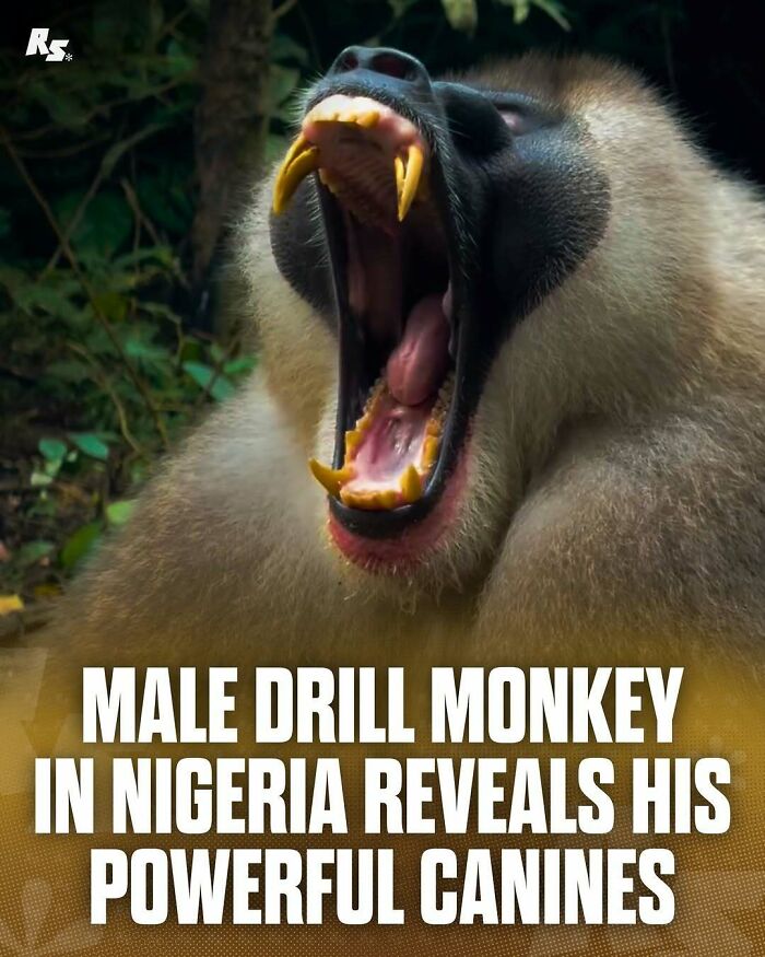 Male drill monkey in Nigeria showing powerful canines in rare animal photo capturing nature’s hidden gems.
