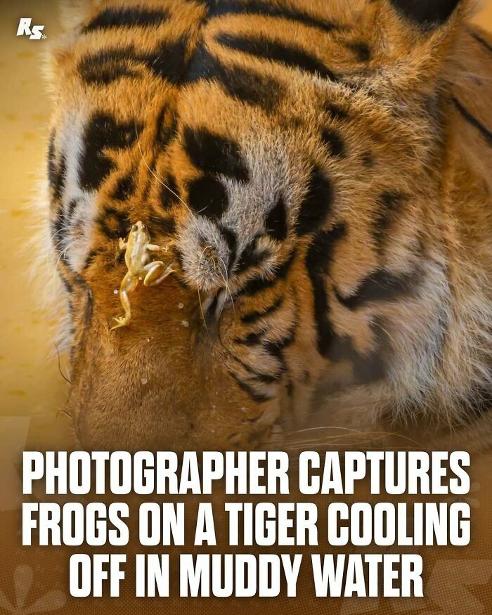 Rare animal photo showing a frog resting on a tiger cooling off in muddy water, highlighting nature’s hidden gems.