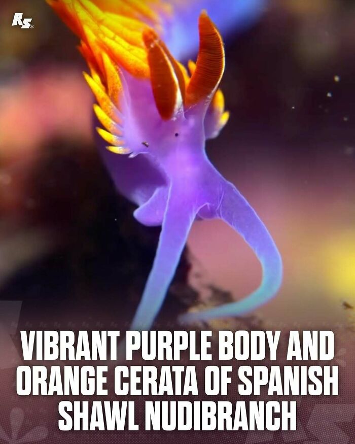 Colorful Spanish Shawl nudibranch with vibrant purple body and orange cerata in rare animal photos exploring nature’s hidden gems.