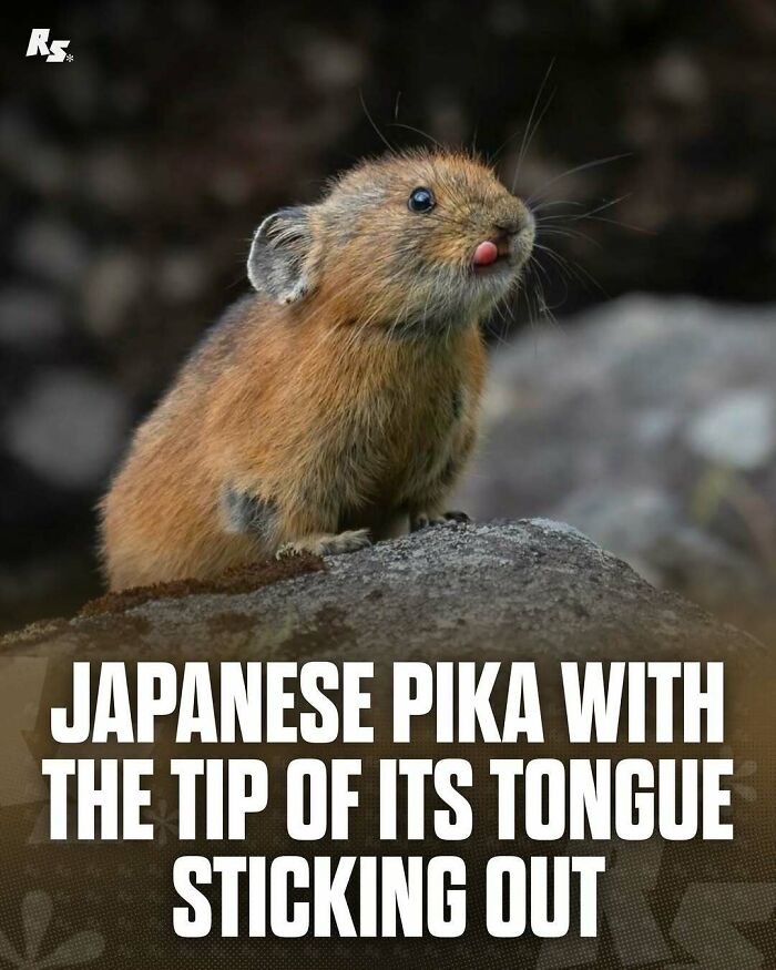 Japanese pika on a rock with tongue out, showcasing one of nature’s hidden gems in rare animal photos.