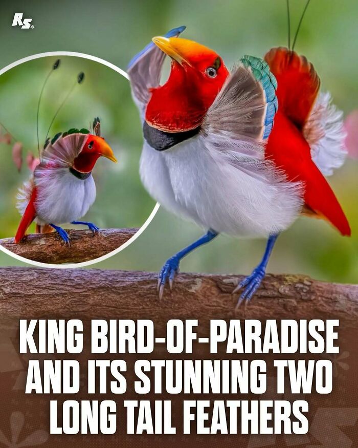 King bird-of-paradise perched on a branch displaying vibrant feathers in rare animal photos of nature’s hidden gems.