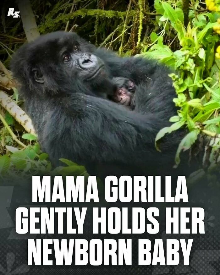 Mama gorilla gently holding her newborn baby surrounded by lush green foliage in rare animal photos of nature's hidden gems.