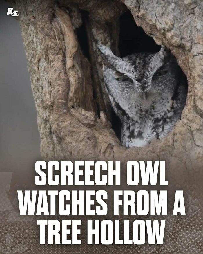Screech owl peeking from a tree hollow showcasing rare animal photo in nature’s hidden gems collection.