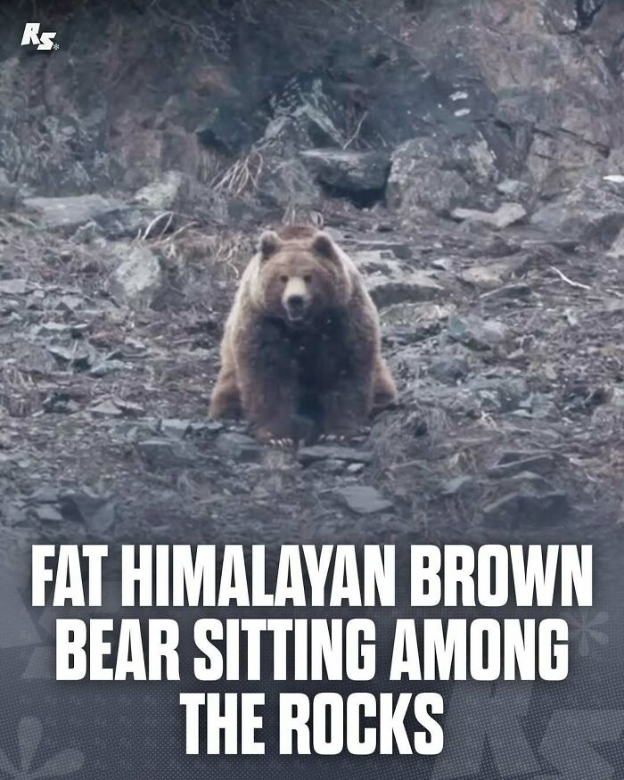 Himalayan brown bear sitting among rocks in a rare animal photo showcasing nature’s hidden gems.