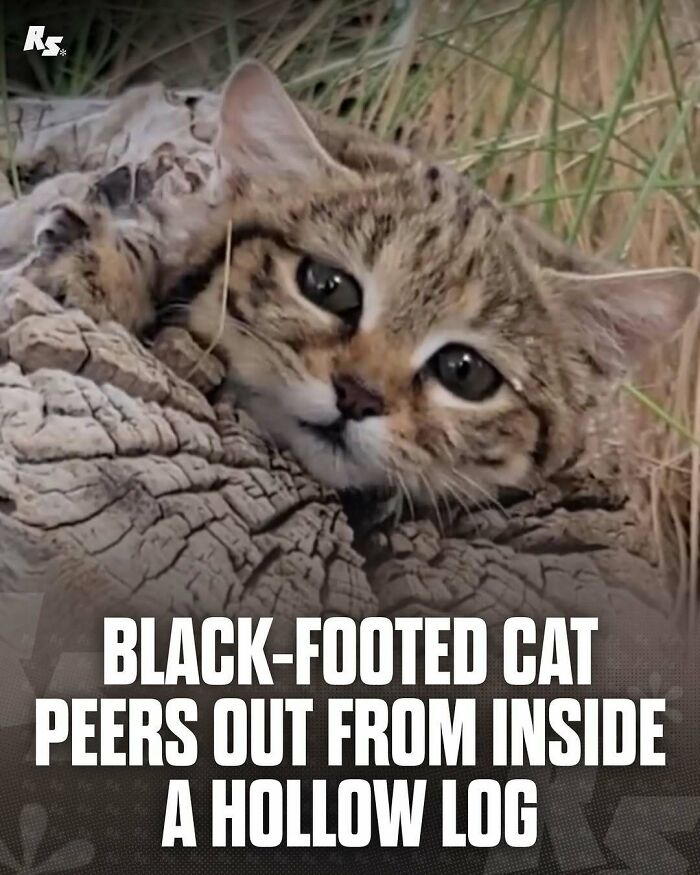 Black-footed cat peering out from inside a hollow log, showcasing rare animal photos of nature's hidden gems.