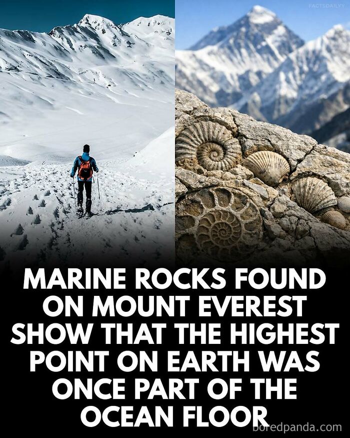 Hiker in snowy mountains and marine fossils on rocks illustrating surprising facts about Mount Everest's ocean floor history.