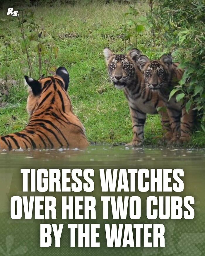 Tigress and her two cubs by the water showcasing rare animal photos in nature’s hidden gems.