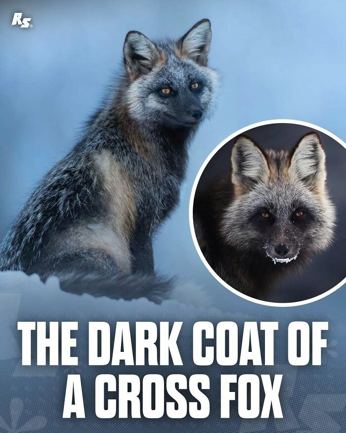 Rare animal photo of a dark-coated cross fox sitting in snow highlighting nature’s hidden gems.