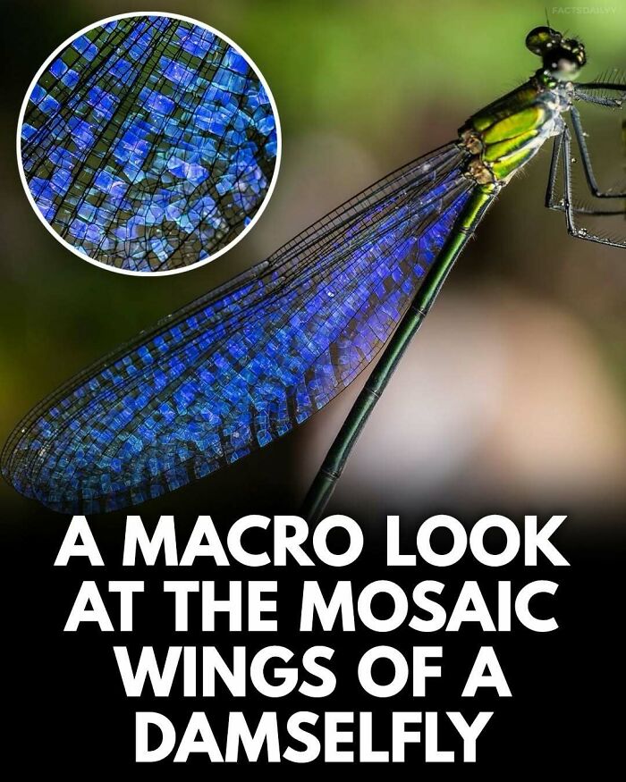 Macro image of the mosaic wings of a damselfly showing intricate blue patterns and textures from surprising facts collection.