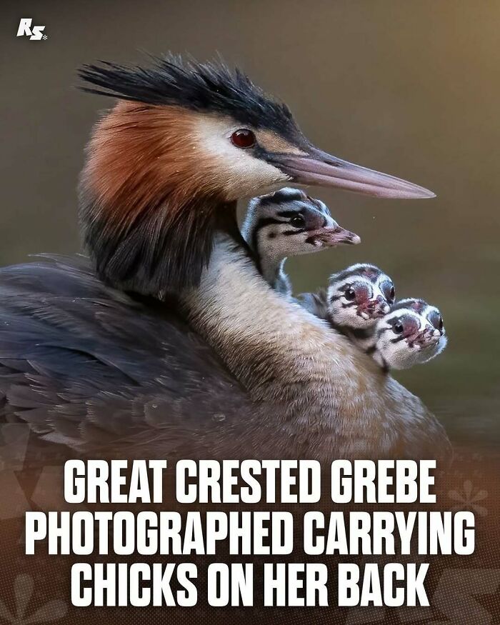 Great crested grebe carrying chicks on her back in a rare and incredible animal photo showcasing nature’s hidden gems