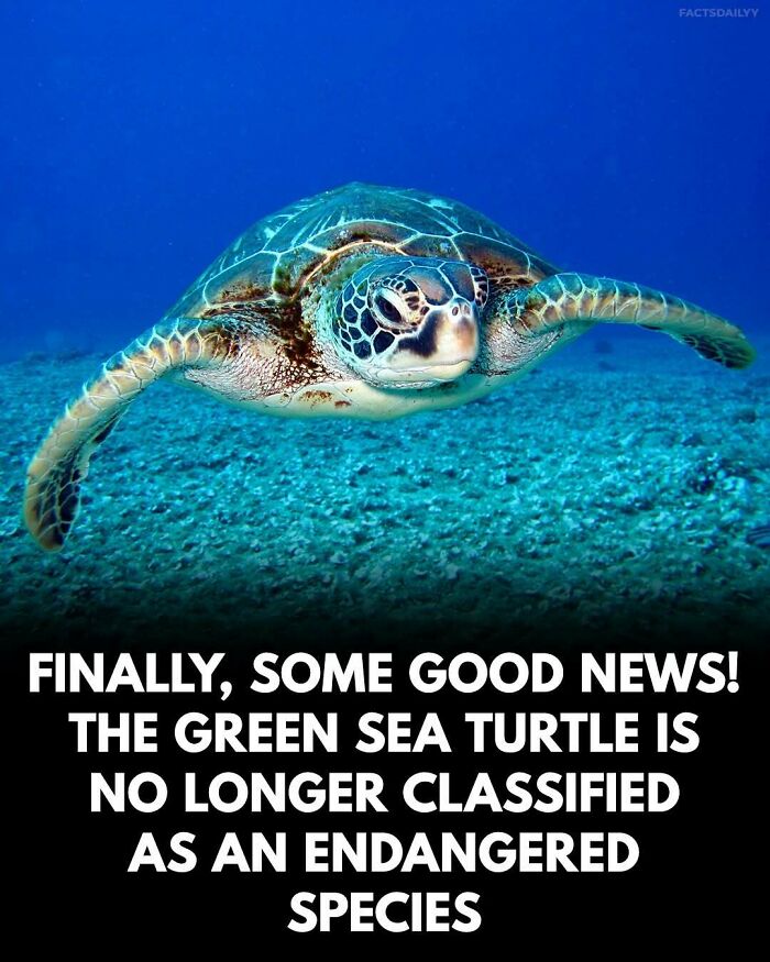 Green sea turtle swimming underwater with text about surprising facts on no longer being endangered species.