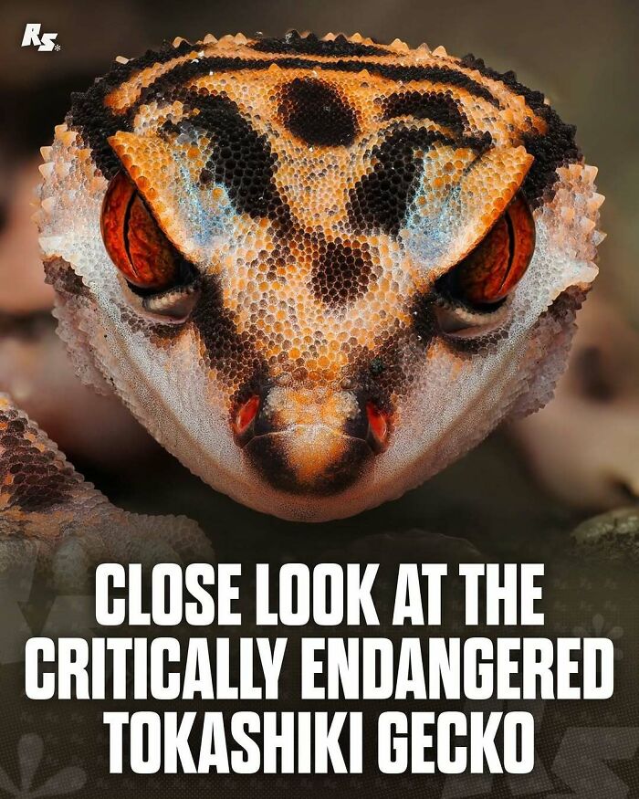 Close-up of a critically endangered Tokashiki Gecko showcasing unique patterns in rare animal photos from nature’s hidden gems.