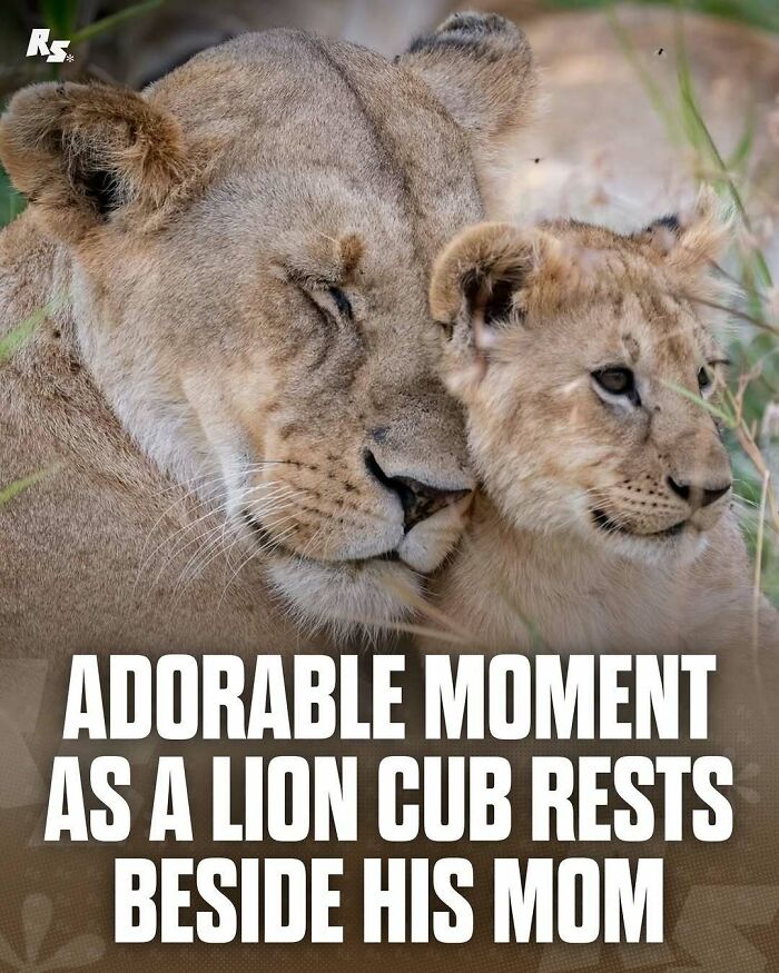 Lioness and cub sharing a tender moment in nature, showcasing rare animal photos of incredible wildlife encounters.