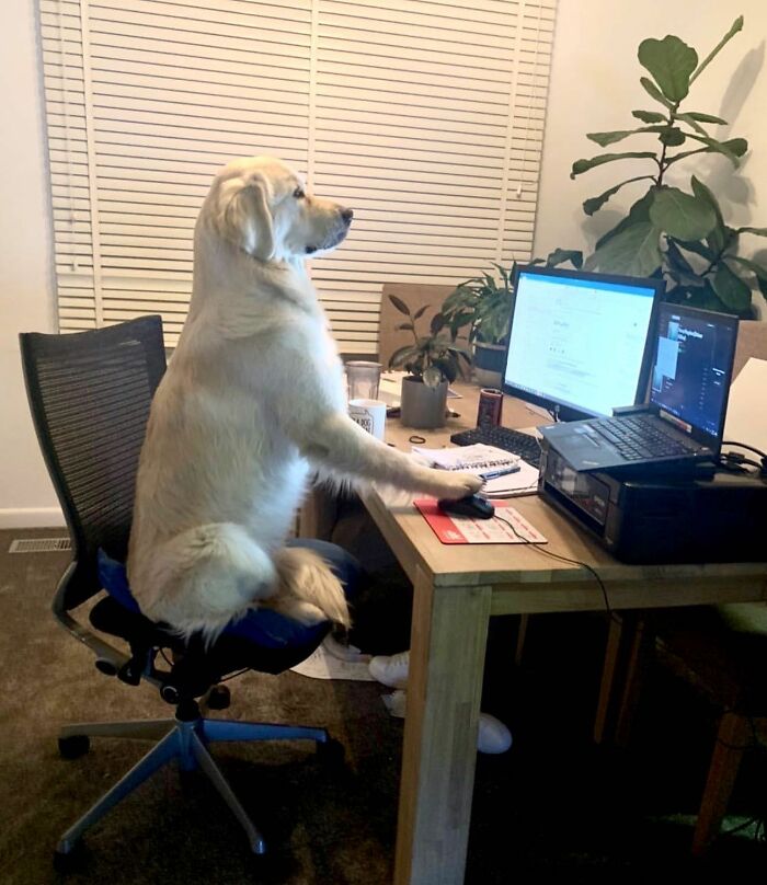 Dogs Working From Home Are Way More Productive (And Way Cuter) Than Us, And These Photos Prove It (51 Pics)