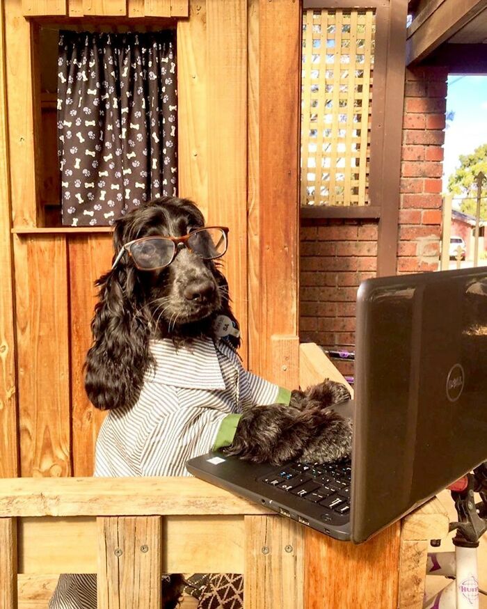Dogs Working From Home Are Way More Productive (And Way Cuter) Than Us, And These Photos Prove It (51 Pics)