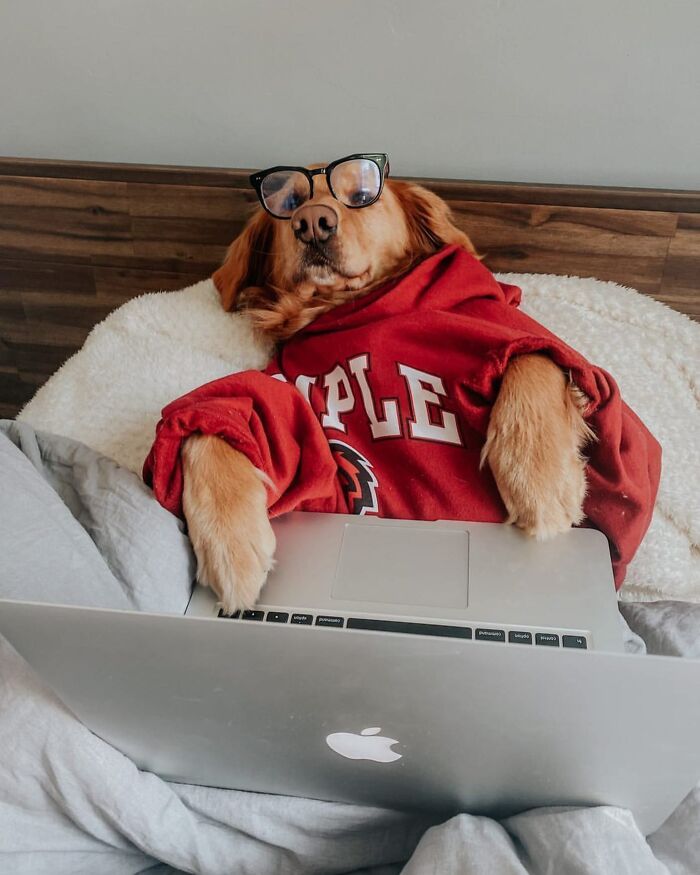 Dogs Working From Home Are Way More Productive (And Way Cuter) Than Us, And These Photos Prove It (51 Pics)