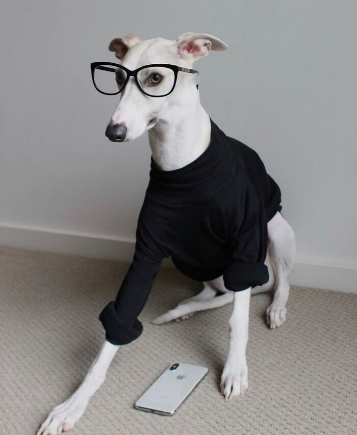 Dogs Working From Home Are Way More Productive (And Way Cuter) Than Us, And These Photos Prove It (51 Pics)