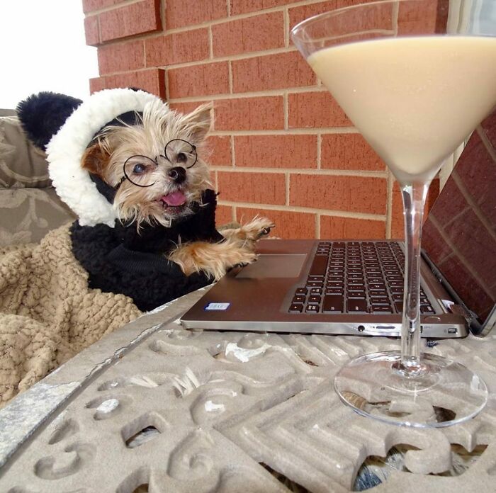 Dogs Working From Home Are Way More Productive (And Way Cuter) Than Us, And These Photos Prove It (51 Pics)