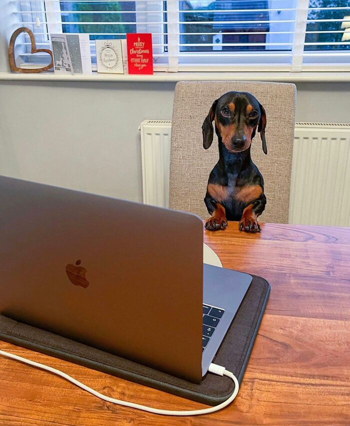 Dogs Working From Home Are Way More Productive (And Way Cuter) Than Us, And These Photos Prove It (51 Pics)