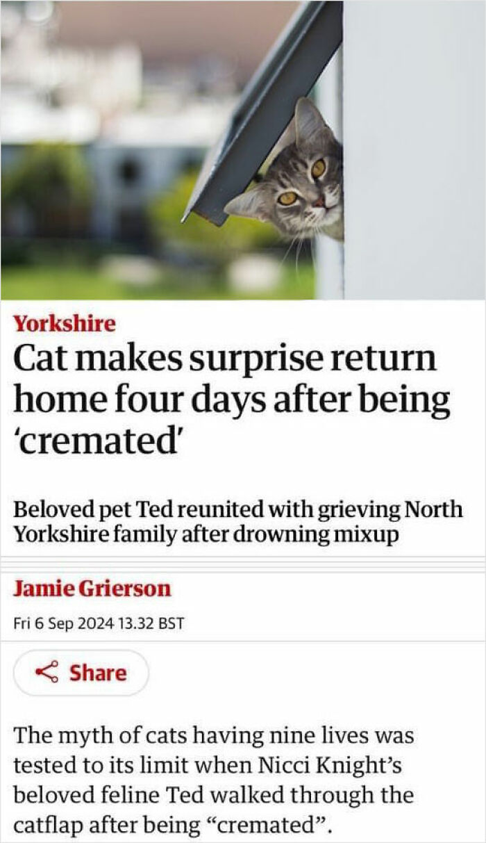 Wild-Funny-New-Sentences