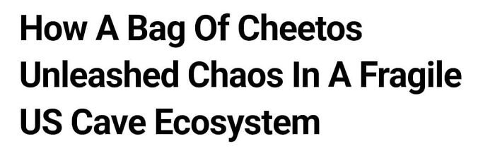 Wild-Funny-New-Sentences