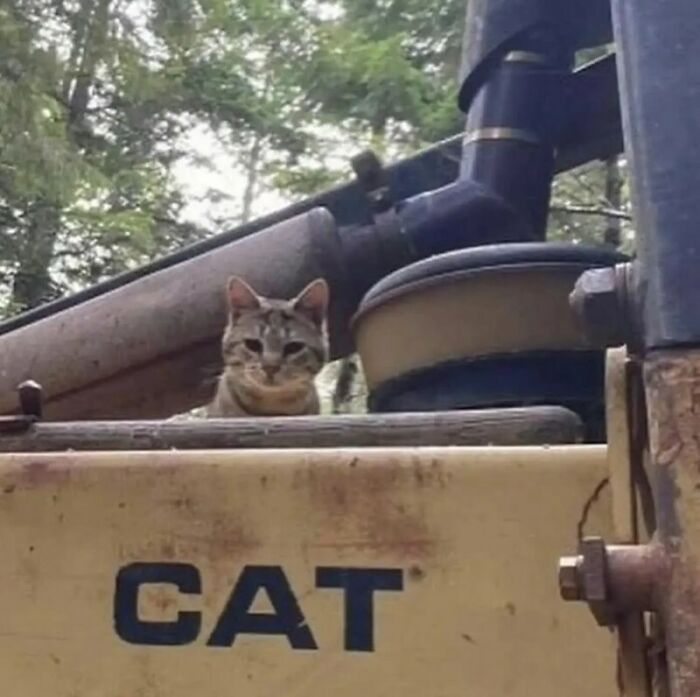 Cat On A Cat