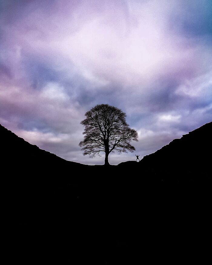 “Tree's Company”