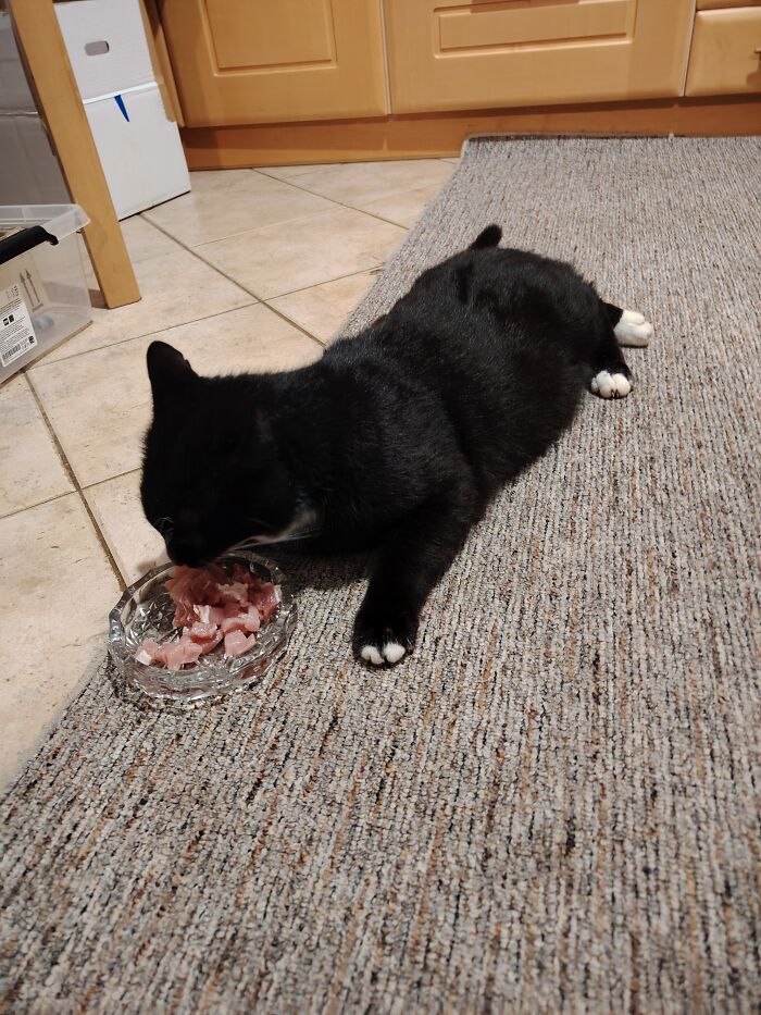 Lazy Blackie - I Have To Move His Bowl Closer Because It's Hard For Him To Get Up His Ass And Come Eat