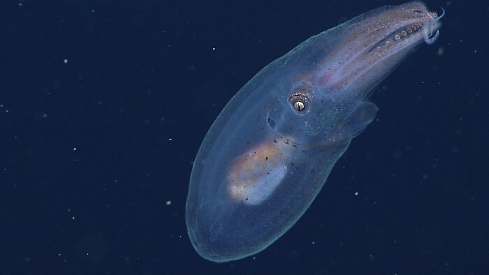 Midwater Octopus