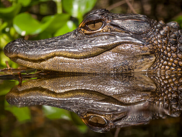 Honorable Mention, Water | Snow | Ice: Mirror Of The Marsh By Steven Grogin
